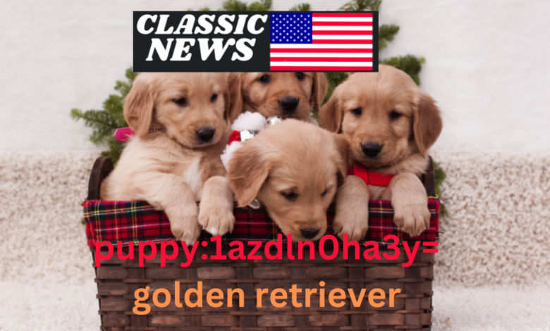 puppy:1azdln0ha3y= golden retriever