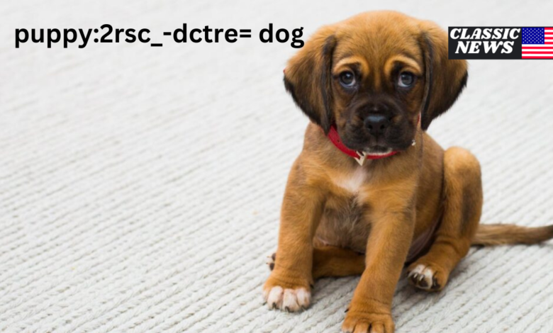 puppy:2rsc_-dctre= dog