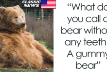 Bear jokes for kids