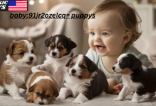 baby:91jr2ozelcq= puppys